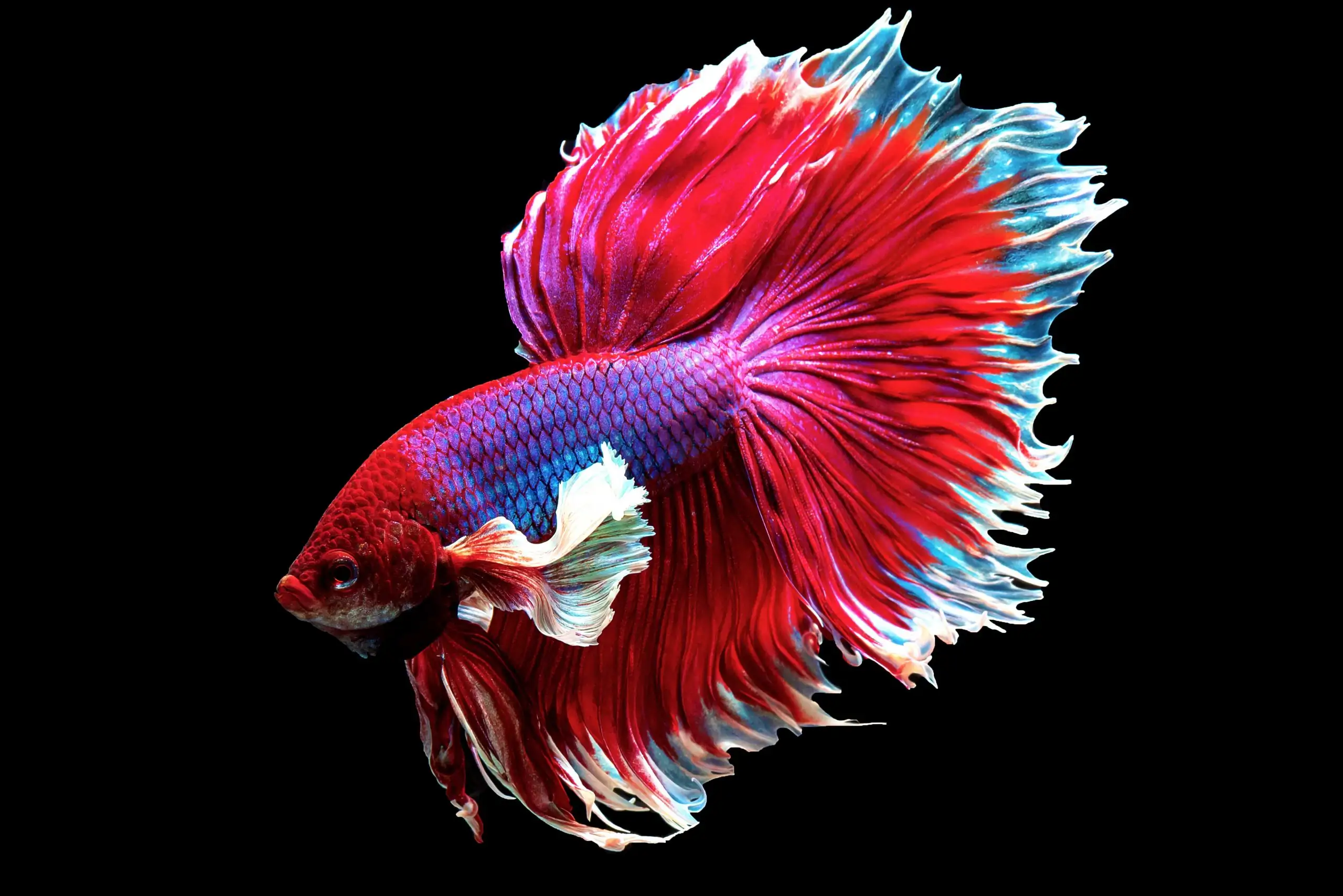 Betta, Male